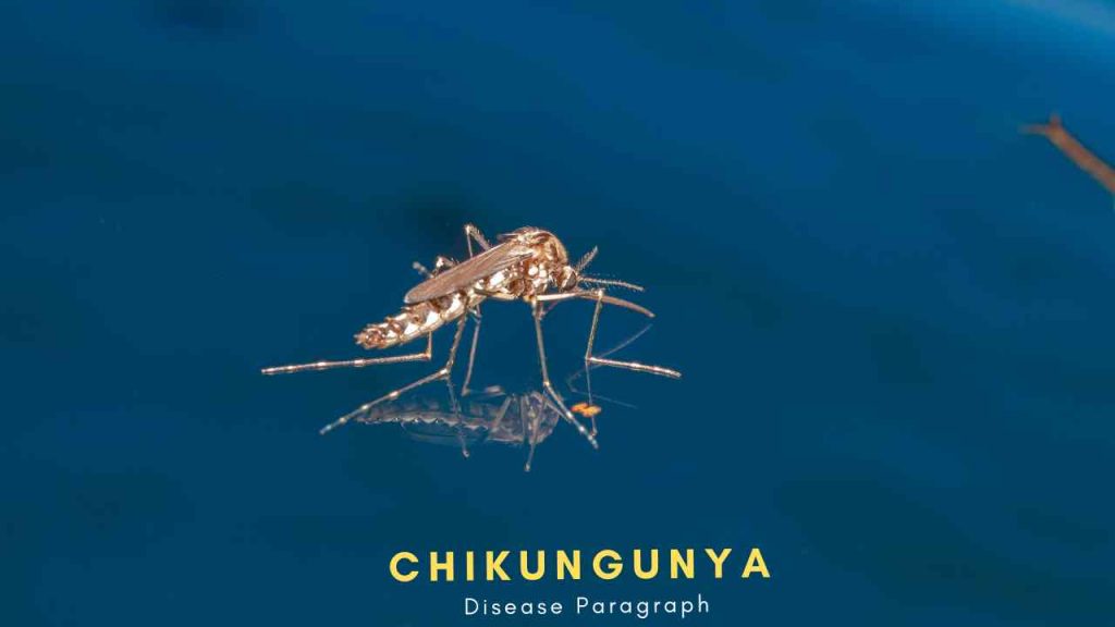 Chikungunya Disease Paragraph